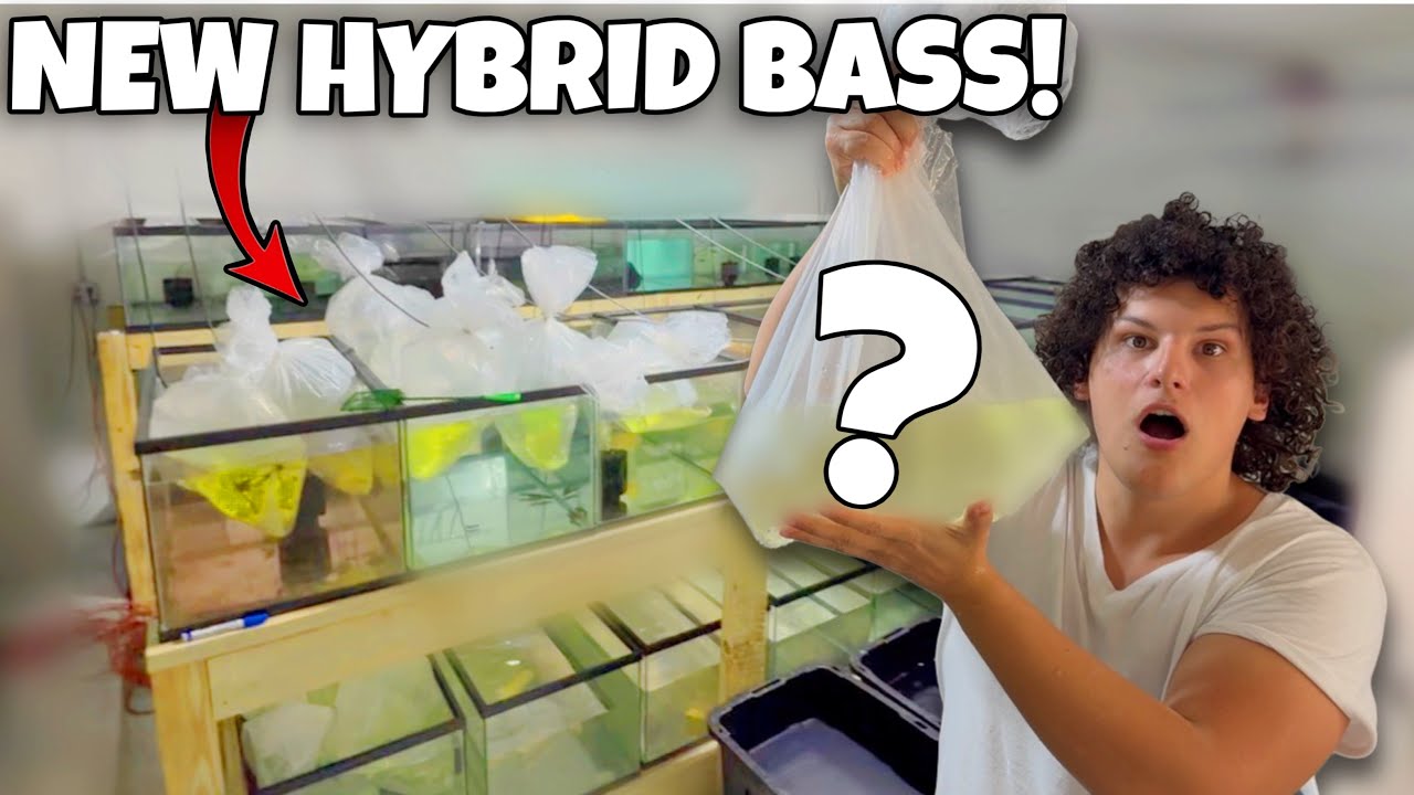 I Found The RAREST Hybrid Peacock Bass Ever Imported…