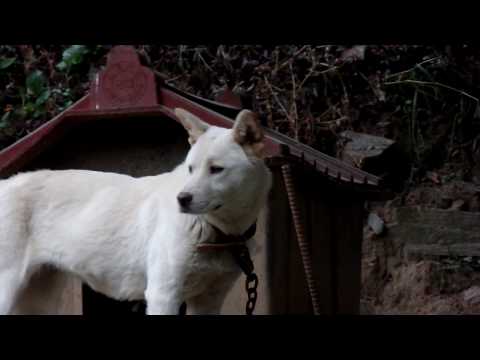 귀여운 아기진돗개와 진돗개 엄마와의 만남,<strong>Baby</strong> Jindo Dog.. . Jeonju . 全州市..<strong>North</strong> Jeolla Prov . (전라북도 全羅北道). KOREA.