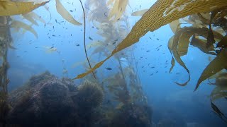 Scuba Dive the Kelp Forest of Channel Islands National Park