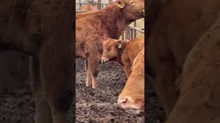 Brown Calf Standing With Nasal Discharge