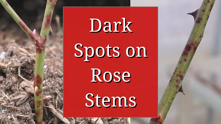 Dark Spots on Rose Stems - DayDayNews