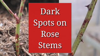 Dark Spots on Rose Stems