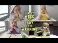 FIRST WEEK OF BABY LED WEANING | Time lapse