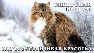 Сибирская кошка: Сверх пушистая порода кошек | Интересные факты про кошек