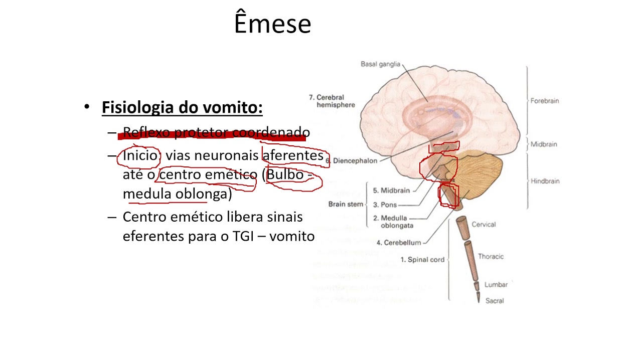 Fisiologia do sistema digestório emese e duodeno video - YouTube