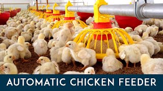 Fully Automated Chicken Feeder Process : Roots Poultry industries | iBusinessZone!