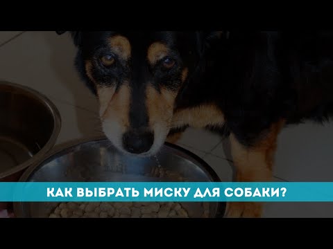 Как выбрать миску для собаки?