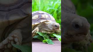 Unveiling The Speckled Tortoise Surprising Size Secrets Revealed