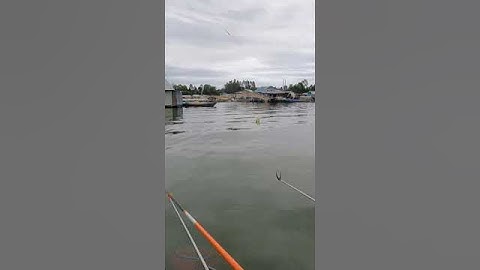 Cận Cảnh Cá Rô Phi Kéo Phao, Giật Đúng Nhịp Sẽ Dính Cá