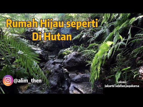 Video: Rasa Hutan