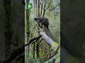 Forest Echoes 🦜 Lyrebird Discovery &amp; Rainforest Sounds | 49 Sec