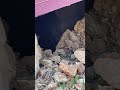 Яма в середине амфитеатра. Там своды зданий, как в колизее