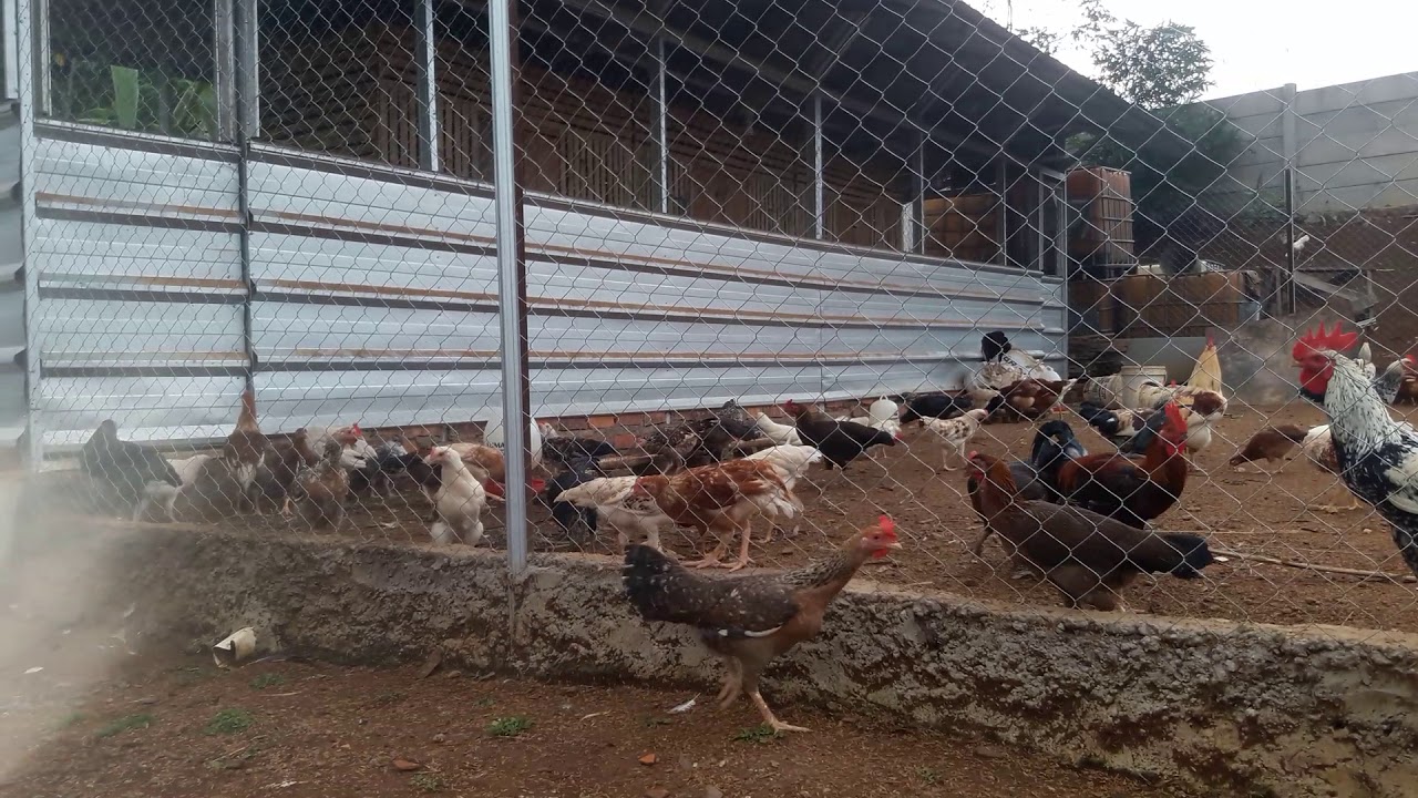 Sukses Ternak Ayam Kampung 