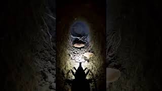 Weevil POV: Micro-Camera Exploration Inside a Hidden Underground Soil Ecosystem