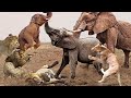 Strong Elephants Killed Lions And Saved Little Elephants - Elephant, Crocodile, Lion, Wildebeest