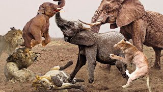 Strong Elephants Killed Lions And Saved Little Elephants - Elephant, Crocodile, Lion, Wildebeest