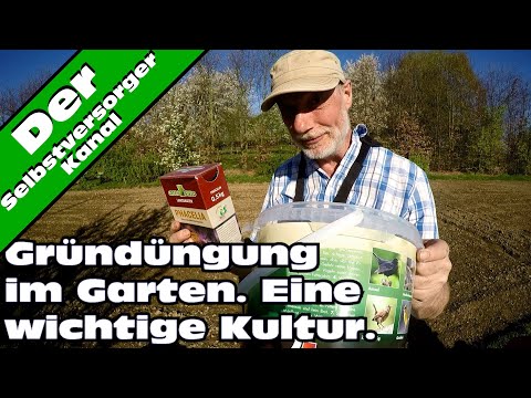 Video: Phacelia Ist Eine Ausgezeichnete Honigpflanze Und Gründüngung Für Sommerhäuser Und Gartengrundstücke