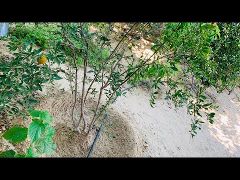 فيديو: رمان بلدي يتشقق - لماذا ينقسم الرمان على الشجرة