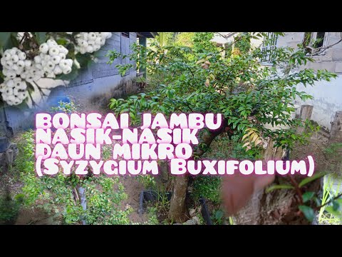 bonsai-jambu-nasik-nasik-daun-mikro-(syzygium-buxifolium)-dan-penjelasannya-sepesial-lebaran