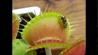 Venus Flytrap Eats Fly 4cm Size Big Mouth ハエトリソウ捕虫動画 Youtube