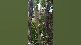 jinsi ya kurefusha na kunenepesha uume bila gharama na kwa muda mfupi  sana ni ajabu somo la kwanza