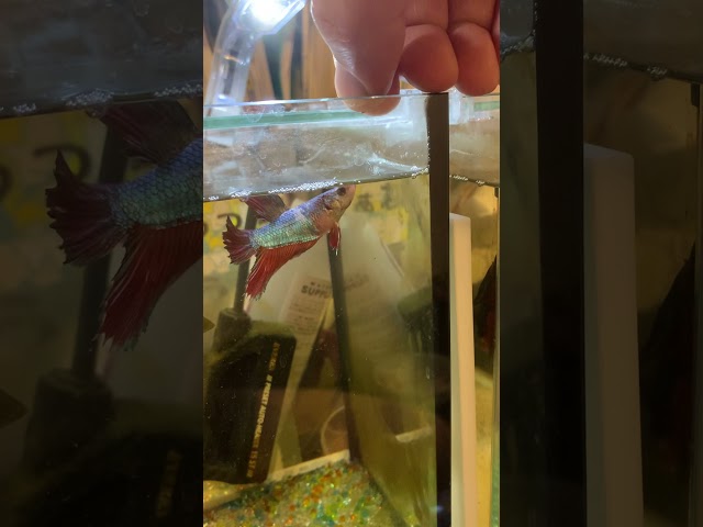 ベタが餌のためにジャンプ 新人アクアリストのメダカ と熱帯魚 飼育日誌 ベタが餌のためにジャンプ 新人アクアリストのメダカ と熱帯魚 飼育日誌