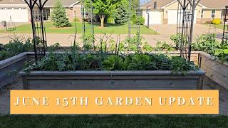 Garden update - June 15th