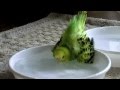 Budgerigar, セキセイインコの水浴び
