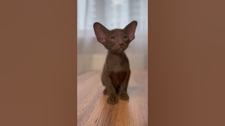 НЮША И МИЯ ОБИЖАЮТ МАЛИНУ? #cat