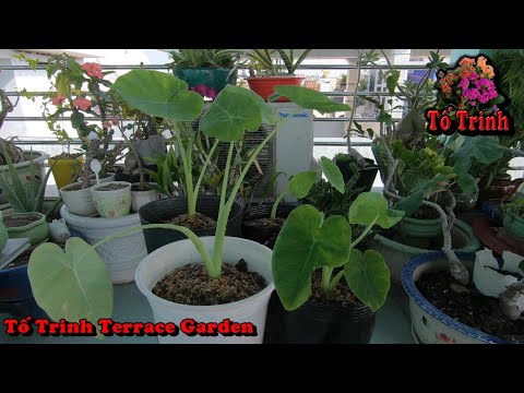 Video: Làm thế nào để bạn trồng Colocasia gigantea?