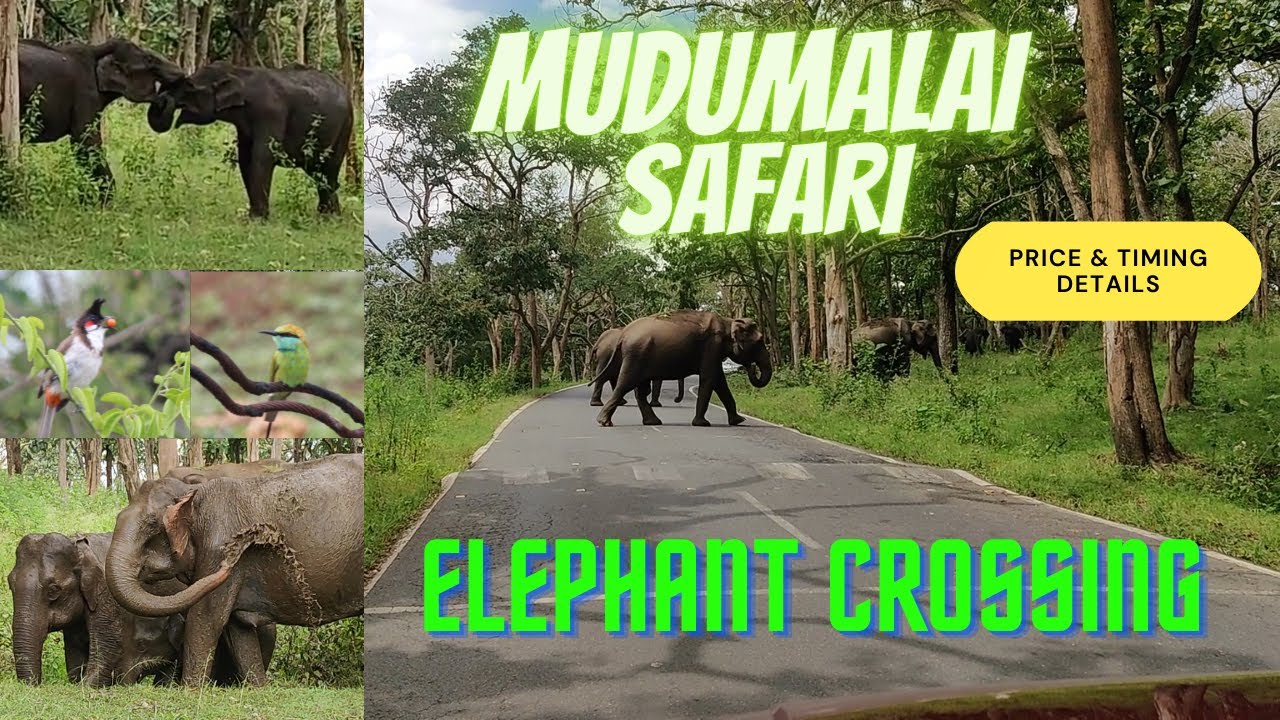 mudumalai elephant safari timings