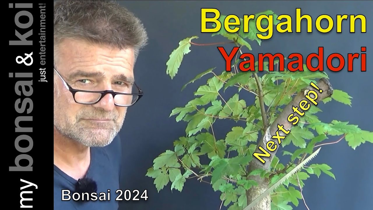Bonsai 2024-10 - Bergahorn - die nächsten Schritte für den Yamadori