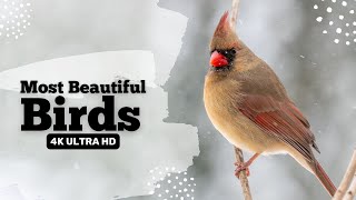 Colorful Birds in 4K: Melodies of the Forest | TN Forest screenshot 2