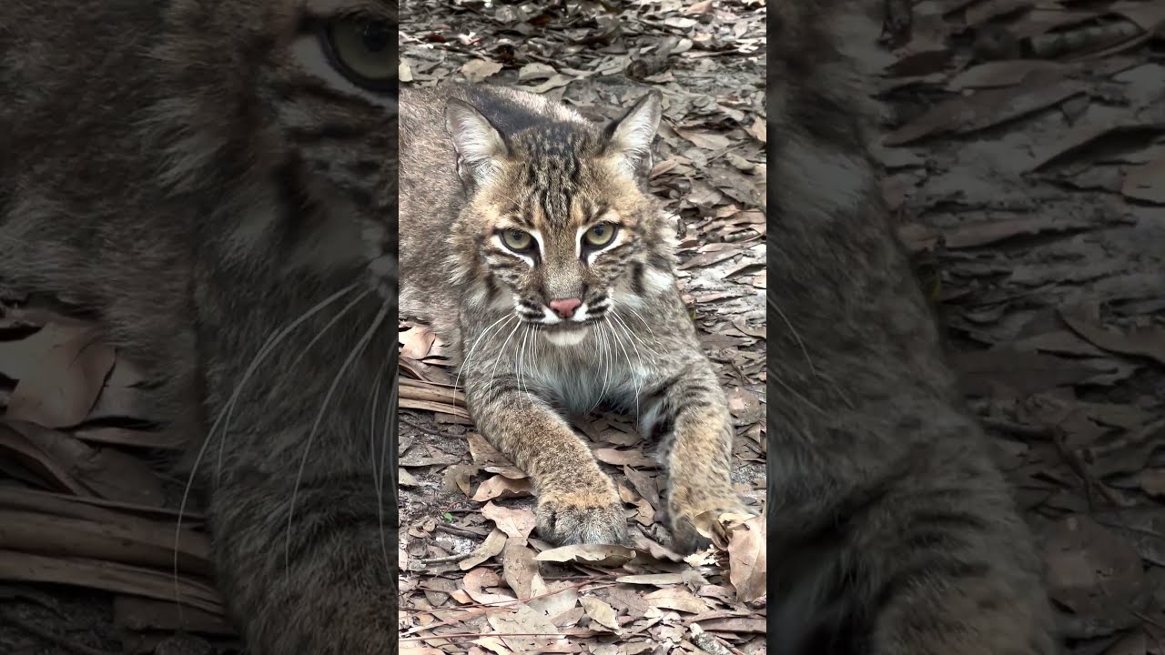 Lakota Bobcat WINK 2022 05 25