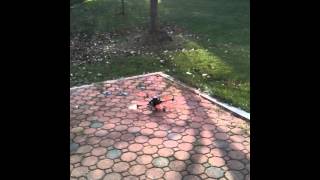 Video Thumbnail for central motor Variable Pitch quadcopter test flight