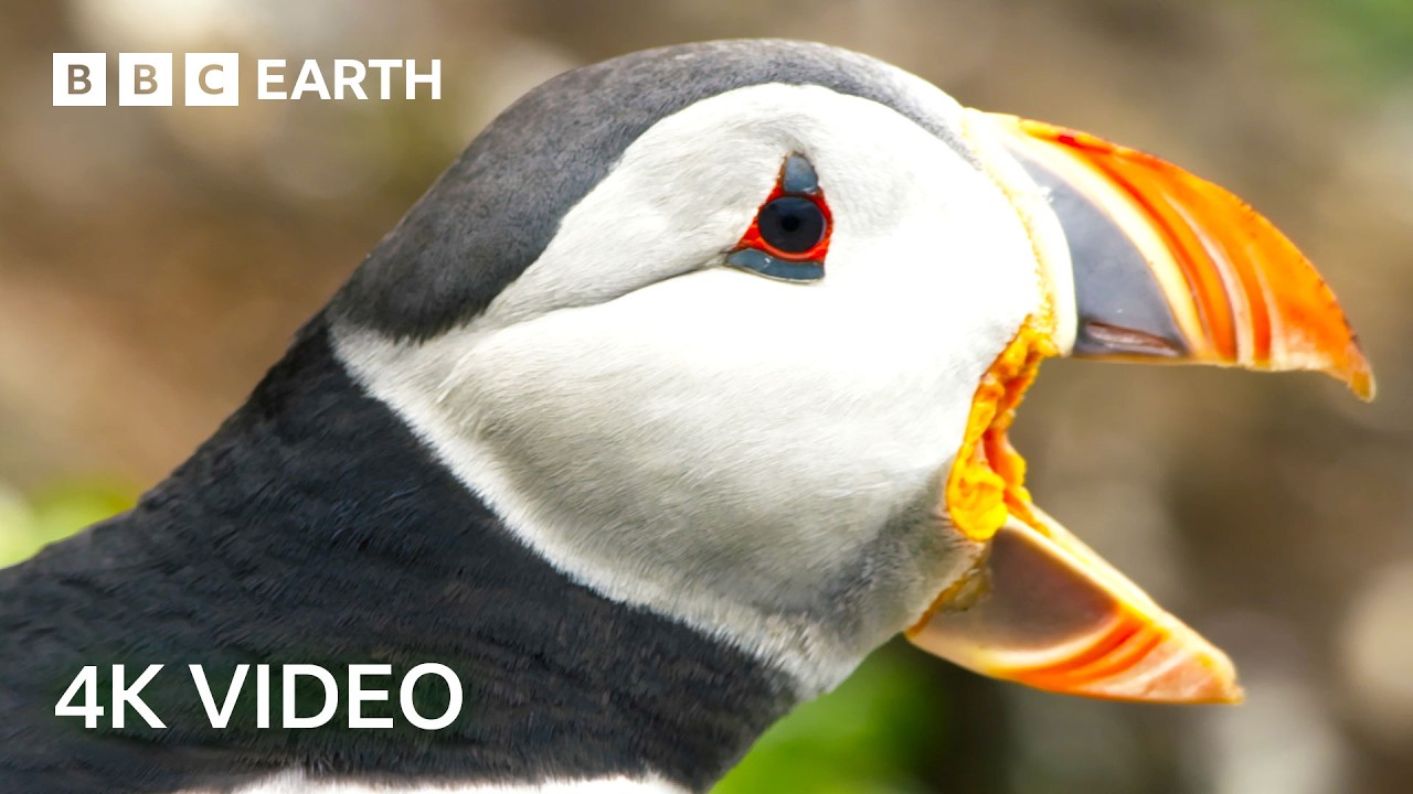 The World of Birds in Stunning 4K | 4K UHD | BBC Earth