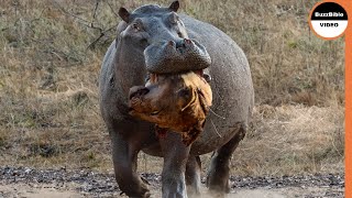 Hippo Grabs The Lion's Head As Revenge For the Loss of His Mother
