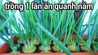 how to grow green onions from onions with easy way, grow one time but harvest all year