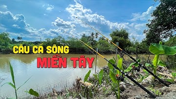 CÂU CÁ TRA SÔNG TRÊN BỜ ĐÊ MIỀN TÂY