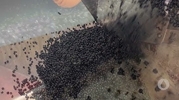 Armbruster Rotovib with Rollersorter Destemming Grapes