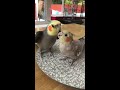 Happy Cockatiel Singing and Talking