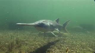 Paddlefish: Anatomy of a Living Fossil