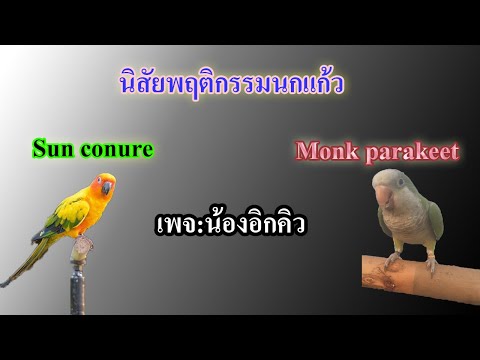 นิสัยพฤติกรรมนกแก้ว ซันคอนัว กับ ม๊อง ต่างกันอย่างไร ! EP.4