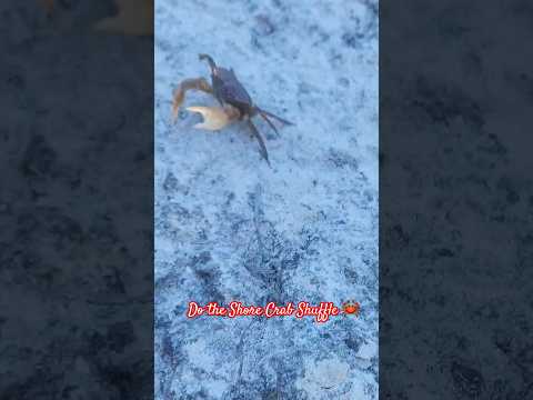 Cute Shore Crab Shuffle 🦀 ⛱️  #beachlife