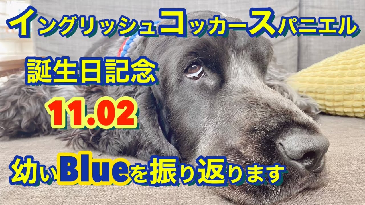 #22 イングリッシュコッカースパニエル　祝1歳