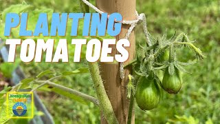 ARE YOU PLANTING TOMATOES WRONG?