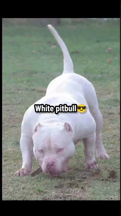 White pitbull😈attitude🔥& Black pitbull 😈attitude 🔥status#short#video