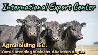 Business on cattle. Breeding cows and bulls for meat! Agroholding IEC.