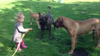 Onze dochter speelt met onze 3 Boerboels