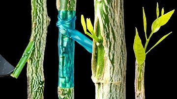 Kỹ thuật ghép cây ăn quả – Ghép mắt chữ T trên cây cam